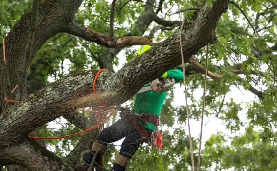 A man attached to a tree while Tree Trimming in Central Illinois