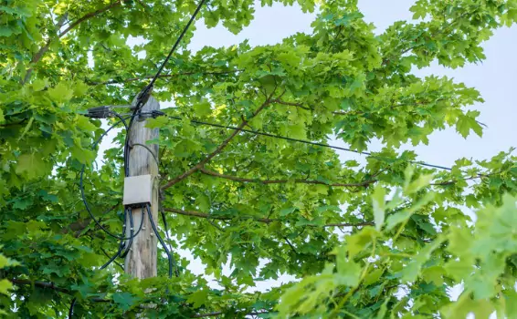 Tree branches hanging over power lines, requiring Tree Trimming from Tree View Outdoor Services