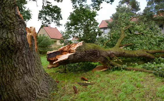 A fallen tree due to storm damage, needing proper removal in Illinois