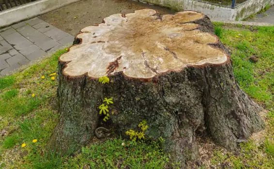 A large stump that requires Stump Grinding from Tree View Outdoor Services