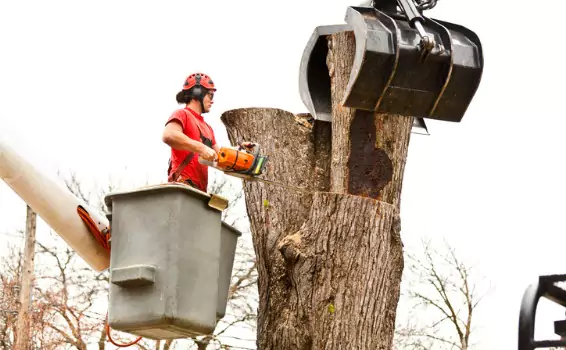 A contractor in a bucket lift and helping with Tree Removal in Central Illinois